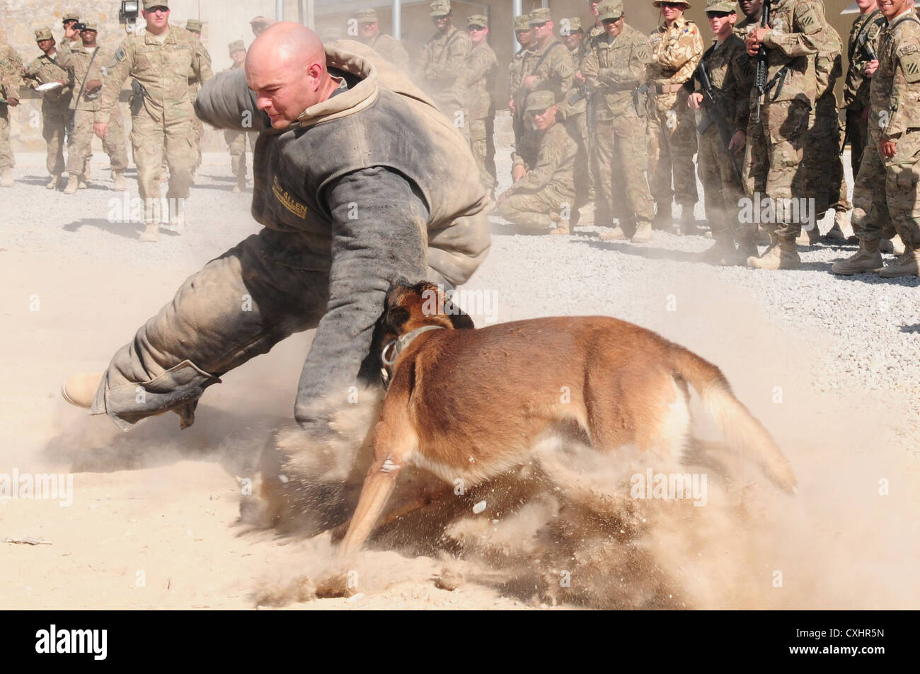 Il comando sgt. maj. david inglis, terza divisione di fanteria sede e sede del comando del battaglione sergente maggiore, indossa una tuta protettiva e viene attaccato da un militare di cane da lavoro durante una dimostrazione della dogsâ€™ abilità a Kandahar airfield, sept. 29, 2012. Il lavoro militare cani, dalla terza divisione di fanteria€™s k-9 unità, vengono utilizzati per vari scopi compresi sniffing per residui di esplosivi e di proteggere il personale militare. Foto Stock