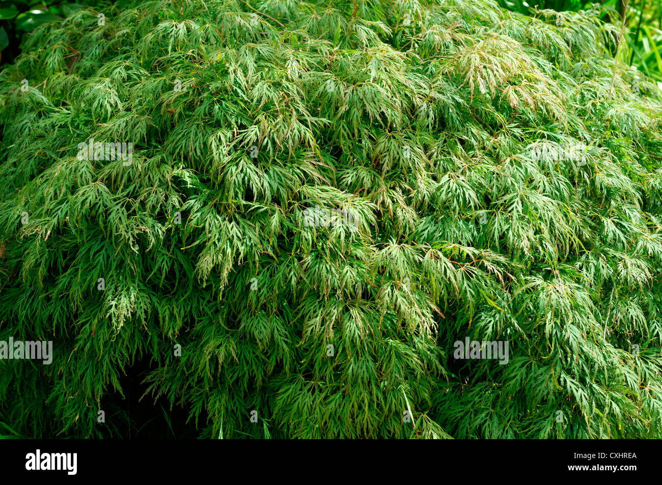 Acer palmatum var dissectum acer aceri estate closeup bright foglie verdi foglie degli arbusti di alberi di acero giapponese Foto Stock