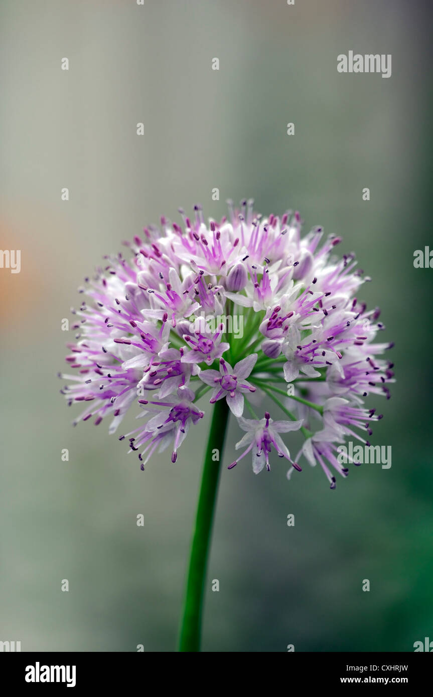 Allium nutans blu erba cipollina estivi di luglio ritratti di piante fiori di colore rosa pallido petali lampadine erbe commestibili closeup culinaria selective Foto Stock