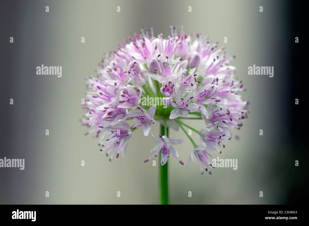 Allium nutans blu erba cipollina estivi di luglio ritratti di piante fiori di colore rosa pallido petali lampadine erbe commestibili closeup culinaria selective Foto Stock