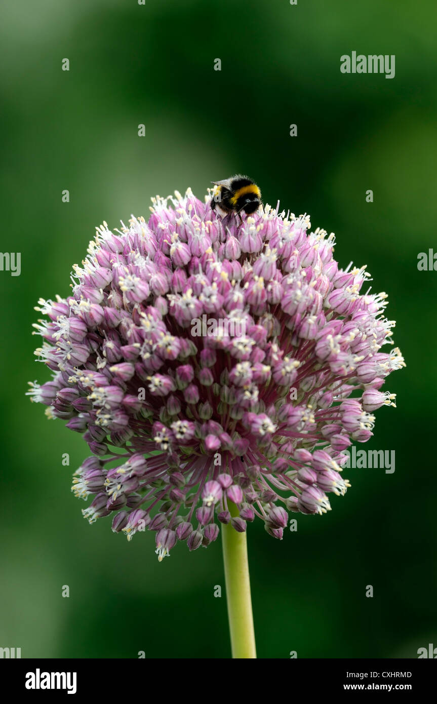 Allium tuberosum aglio cinese di erba cipollina fiore rosa Bumble Bee closeup messa a fuoco selettiva dei ritratti di piante commestibili erbe culinarie Foto Stock
