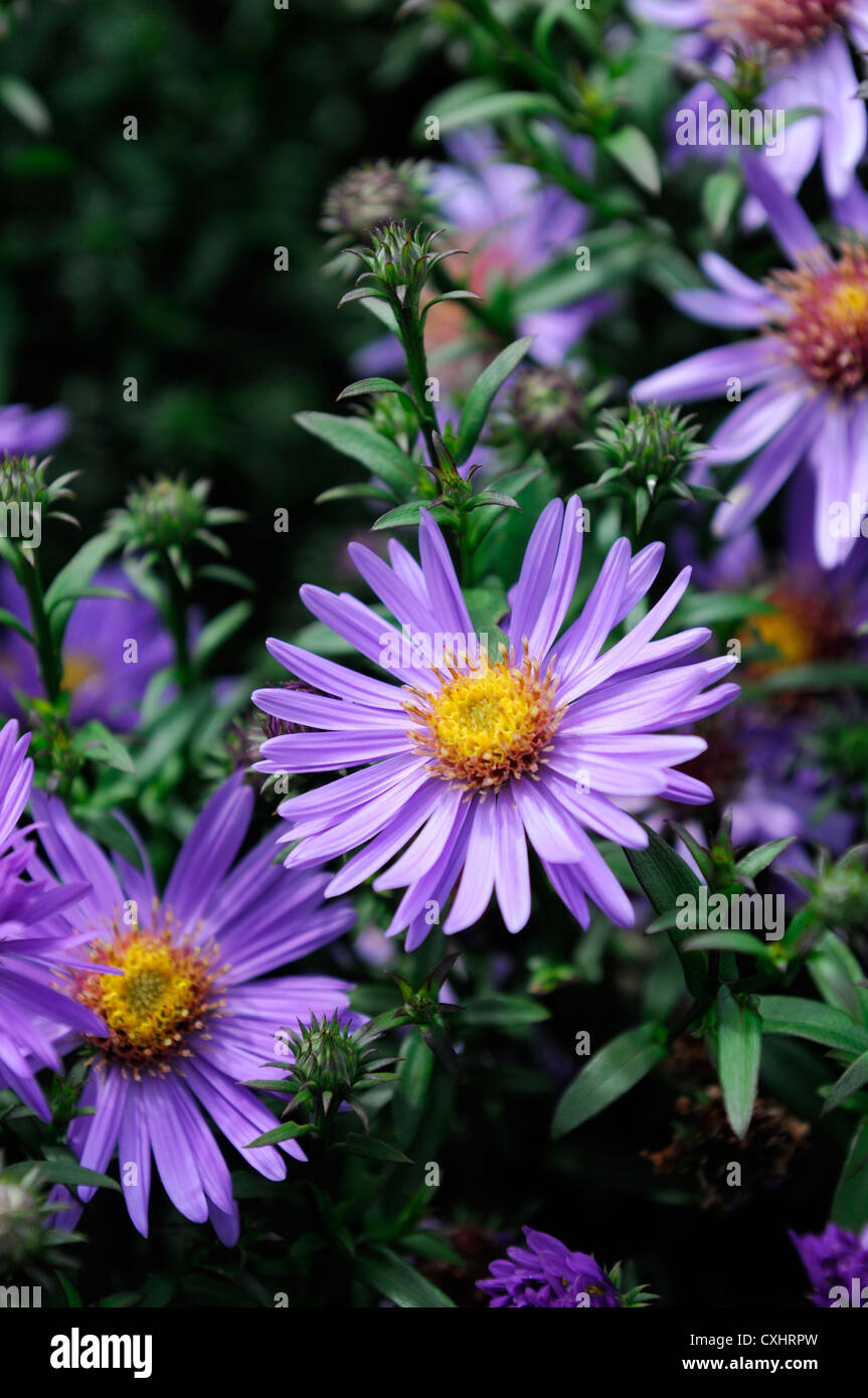 Aster dumosus inizio blue aestri ritratti di piante fiori viola closeup messa a fuoco selettiva inizio autunno autunno Foto Stock