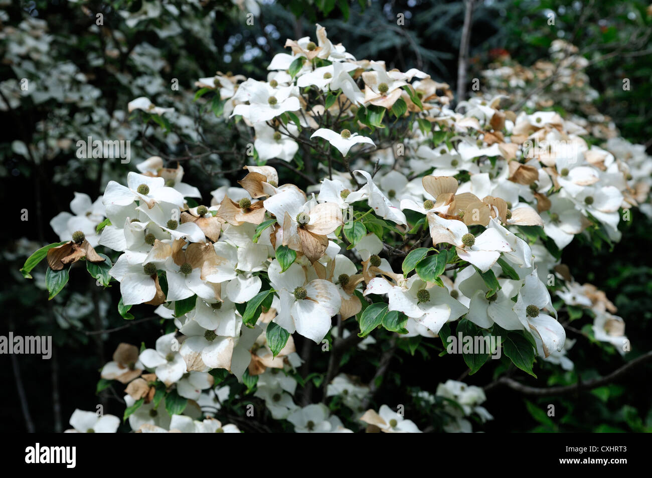 Cornus kousa via lattea sanguinello alberi kousa var chinensis agm ritratti vegetali estate fiori bianchi fioritura fiorisce Foto Stock