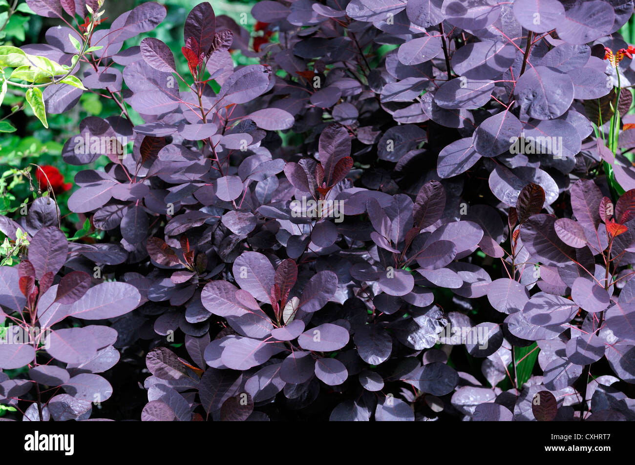 Cotinus coggygria royal purple smoke bush closeup ritratti di piante Arbusti decidui rosso porpora foglie fogliame Foto Stock