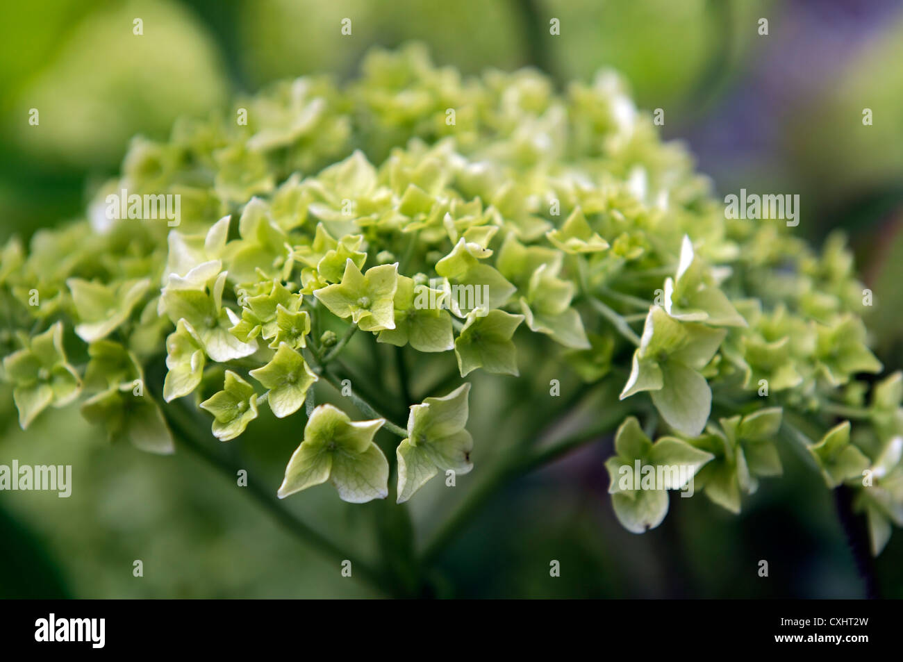 Hydrangea arborescens annabelle crema bianca fiore fiori mophead mopheaded Arbusti decidui bloom fioritura Foto Stock