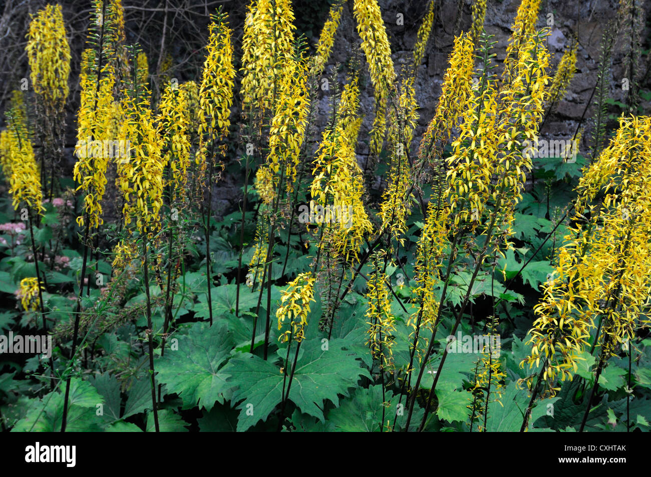 Ligularia stenocephala il razzo agm guglie giallo estate piante perenni petali di fiori piante closeup ritratti Foto Stock
