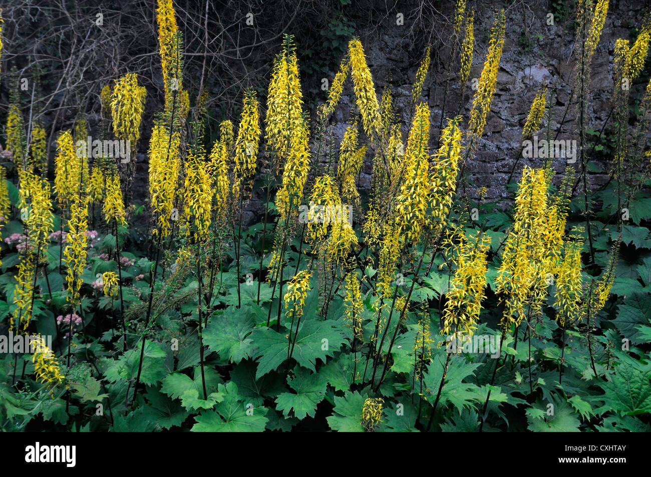 Ligularia stenocephala il razzo agm guglie giallo estate piante perenni petali di fiori piante closeup ritratti Foto Stock
