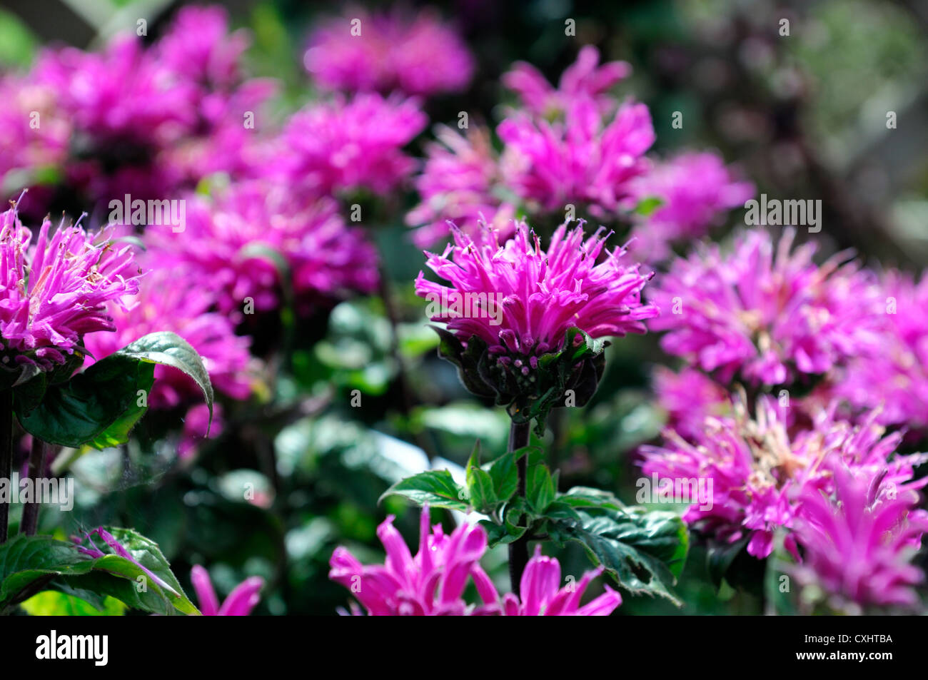 Monarda didyma merletto di mirtillo palustre fiore rosa bee balm bergamotto fiori perenni bloom blossom bee insetto attirante amichevole Foto Stock