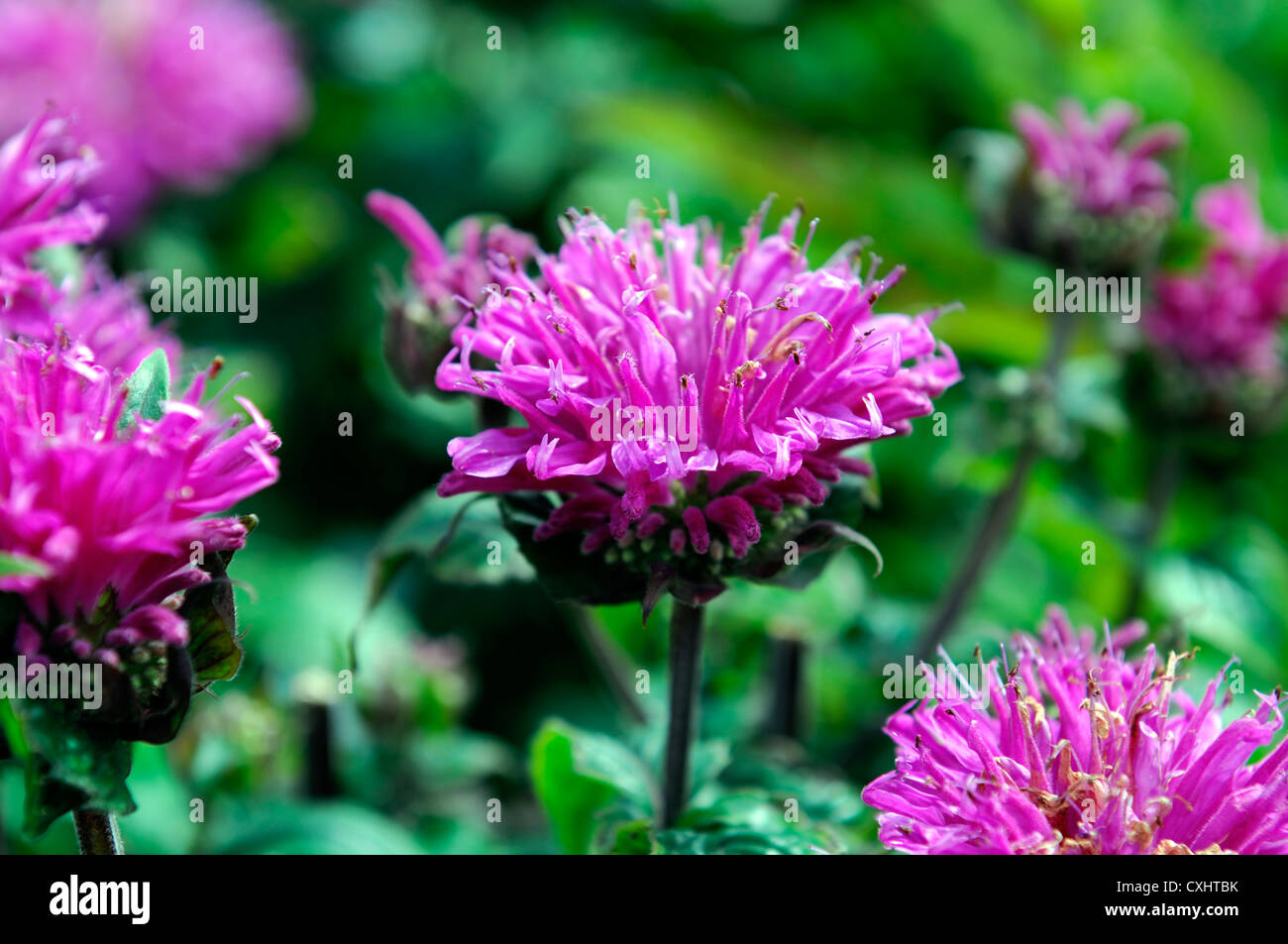 Monarda didyma merletto di mirtillo palustre fiore rosa bee balm bergamotto fiori perenni bloom blossom bee insetto attirante amichevole Foto Stock