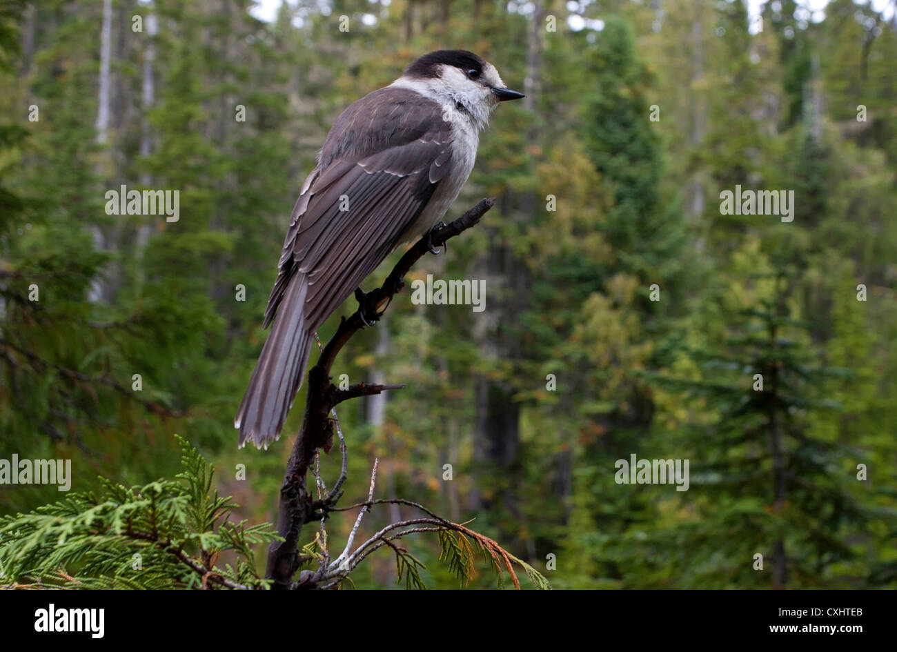 Gray Jay (Perisoreus canadensis) appollaiato in un albero a Paradise Prati Strathcona, Isola di Vancouver, BC, Canada nel mese di settembre Foto Stock