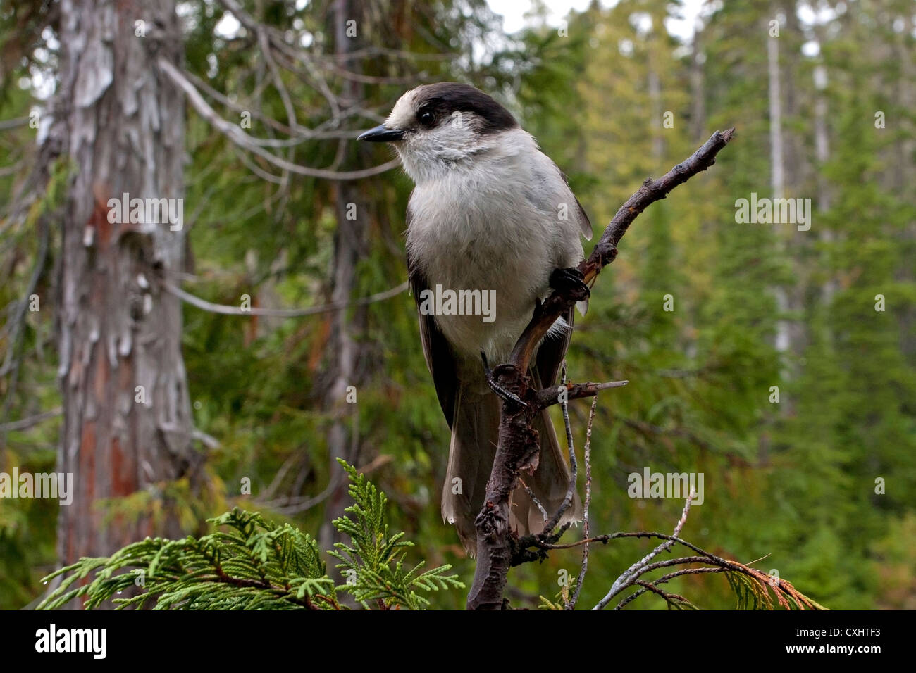Gray Jay (Perisoreus canadensis) appollaiato in un albero a Paradise Prati Strathcona, Isola di Vancouver, BC, Canada nel mese di settembre Foto Stock