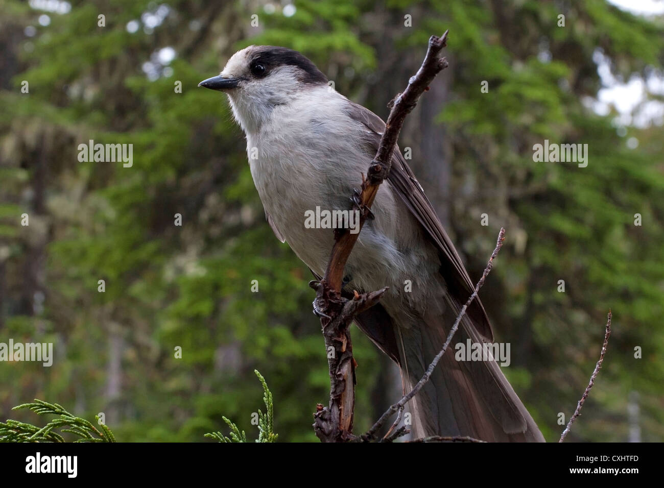 Gray Jay (Perisoreus canadensis) appollaiato in un albero a Paradise Prati Strathcona, Isola di Vancouver, BC, Canada nel mese di settembre Foto Stock