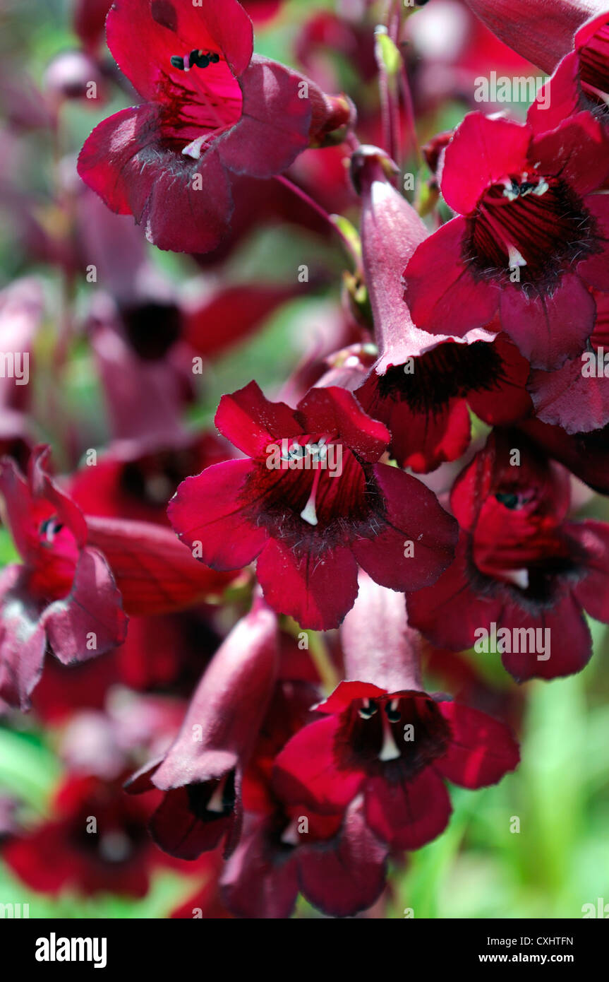 Penstemon rubino ricchi colori colori fiori fiorisce fiorite perenni approfondimento close-up di ups rosso penstemons estate Foto Stock