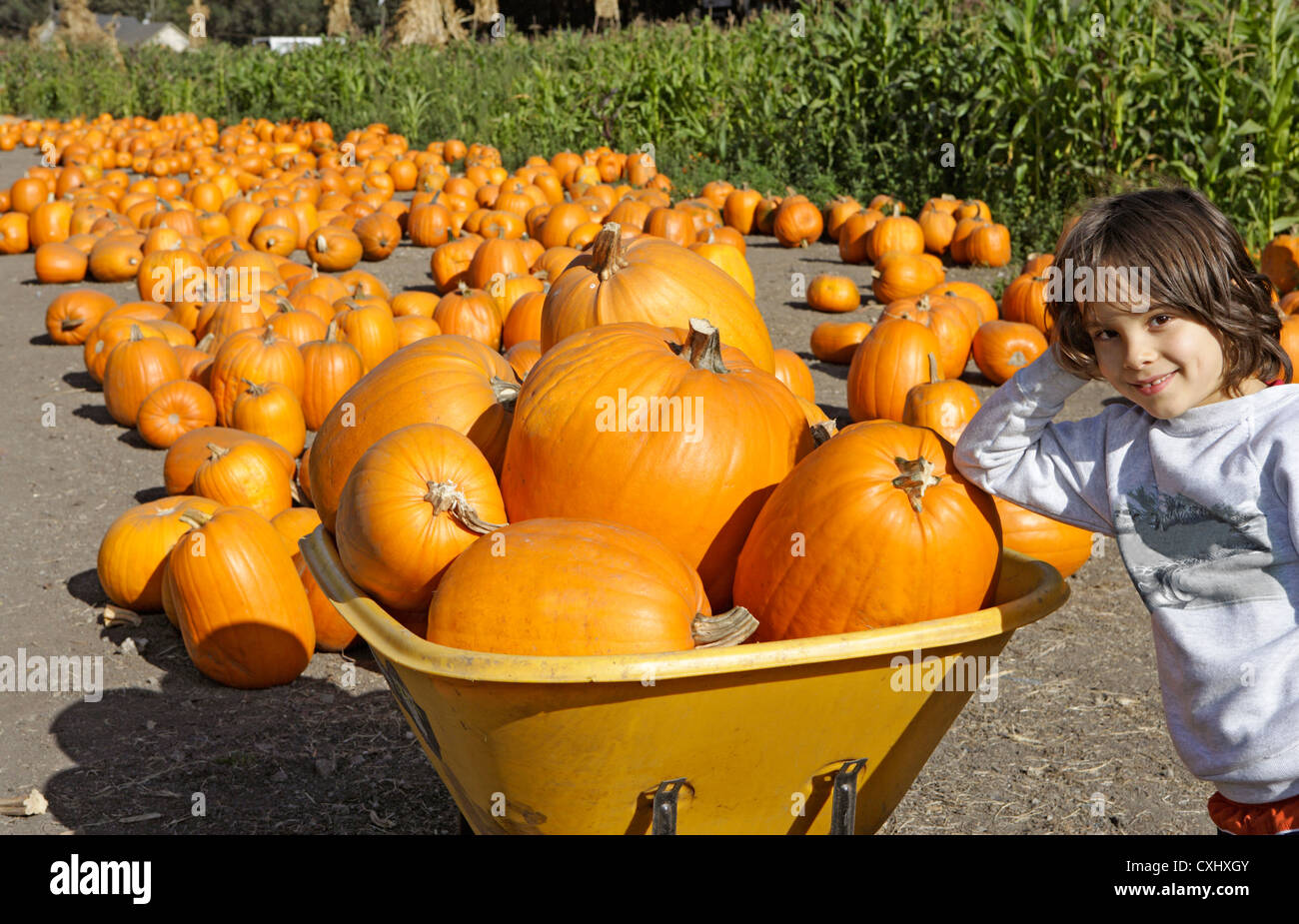 Carriola piena di zucche con 8 anno vecchio ragazzo nel campo di zucche Foto Stock