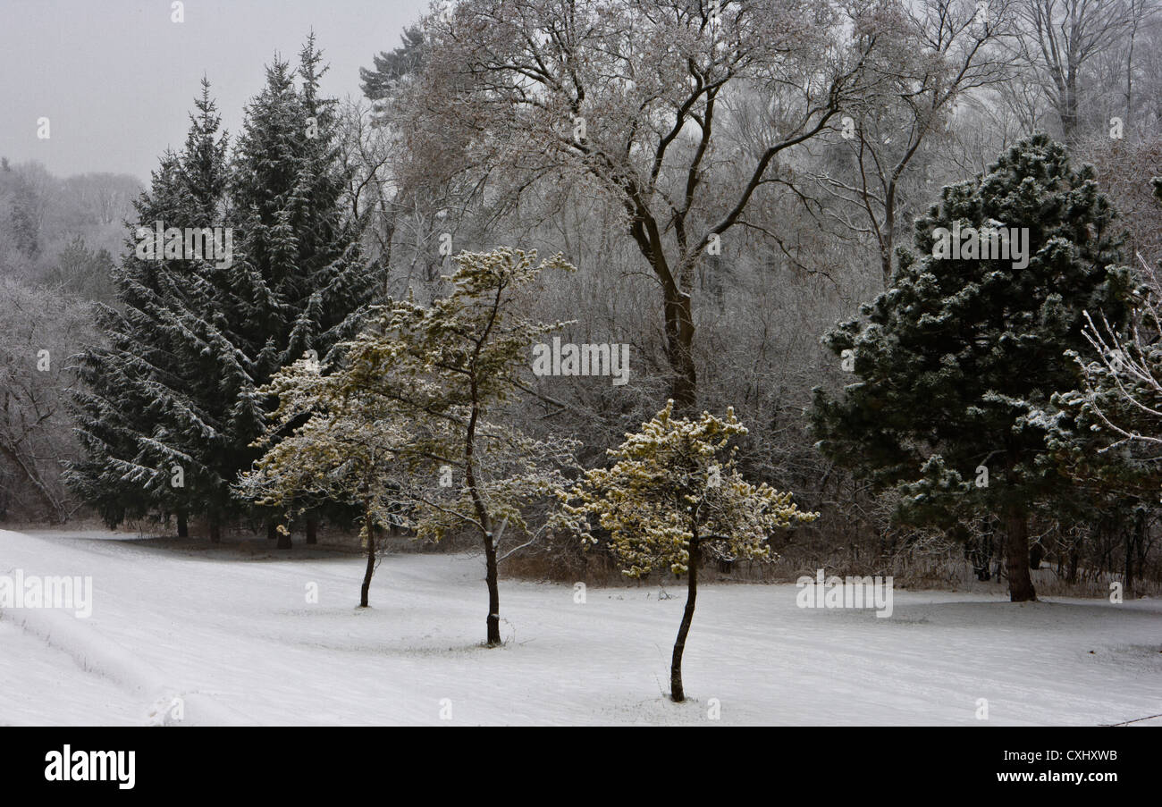 Alberi in un parco sulla neve Foto Stock
