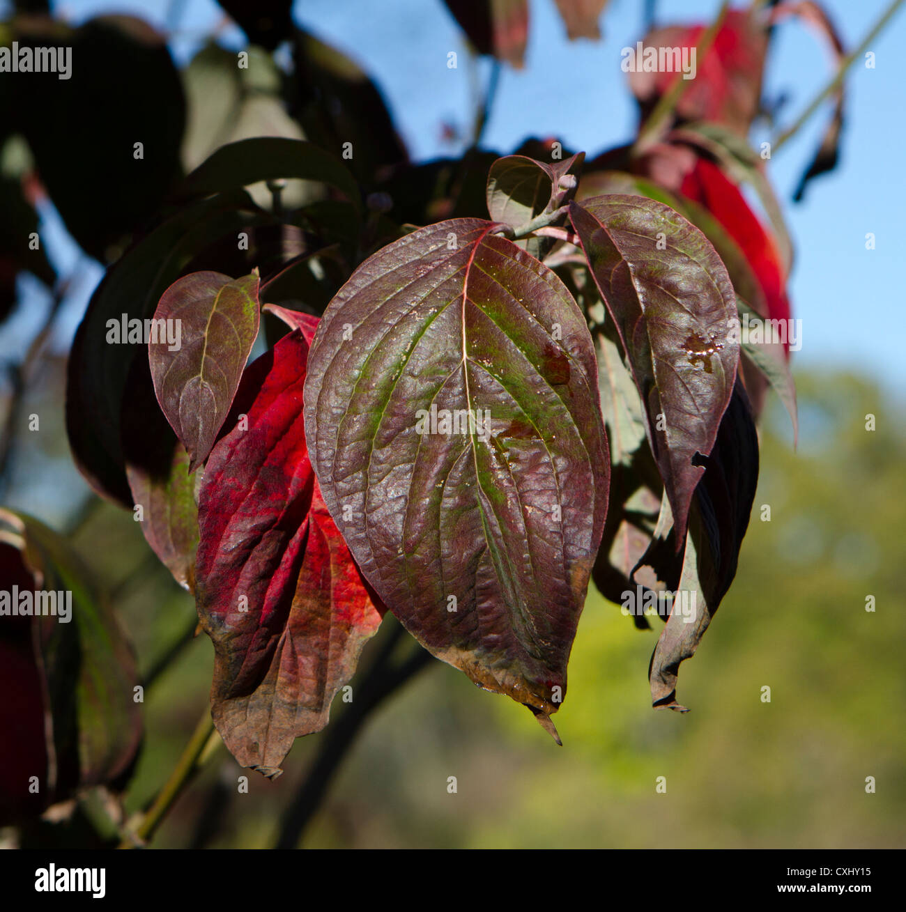 Closeup close-up di autunno sanguinello foglie con gocce di pioggia. Foto Stock