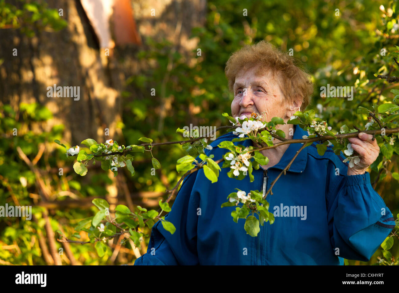 Una donna anziana (85 anni) in una tuta in piedi nel parco e profumati fiori di Apple (il simbolo di una sana lif Foto Stock