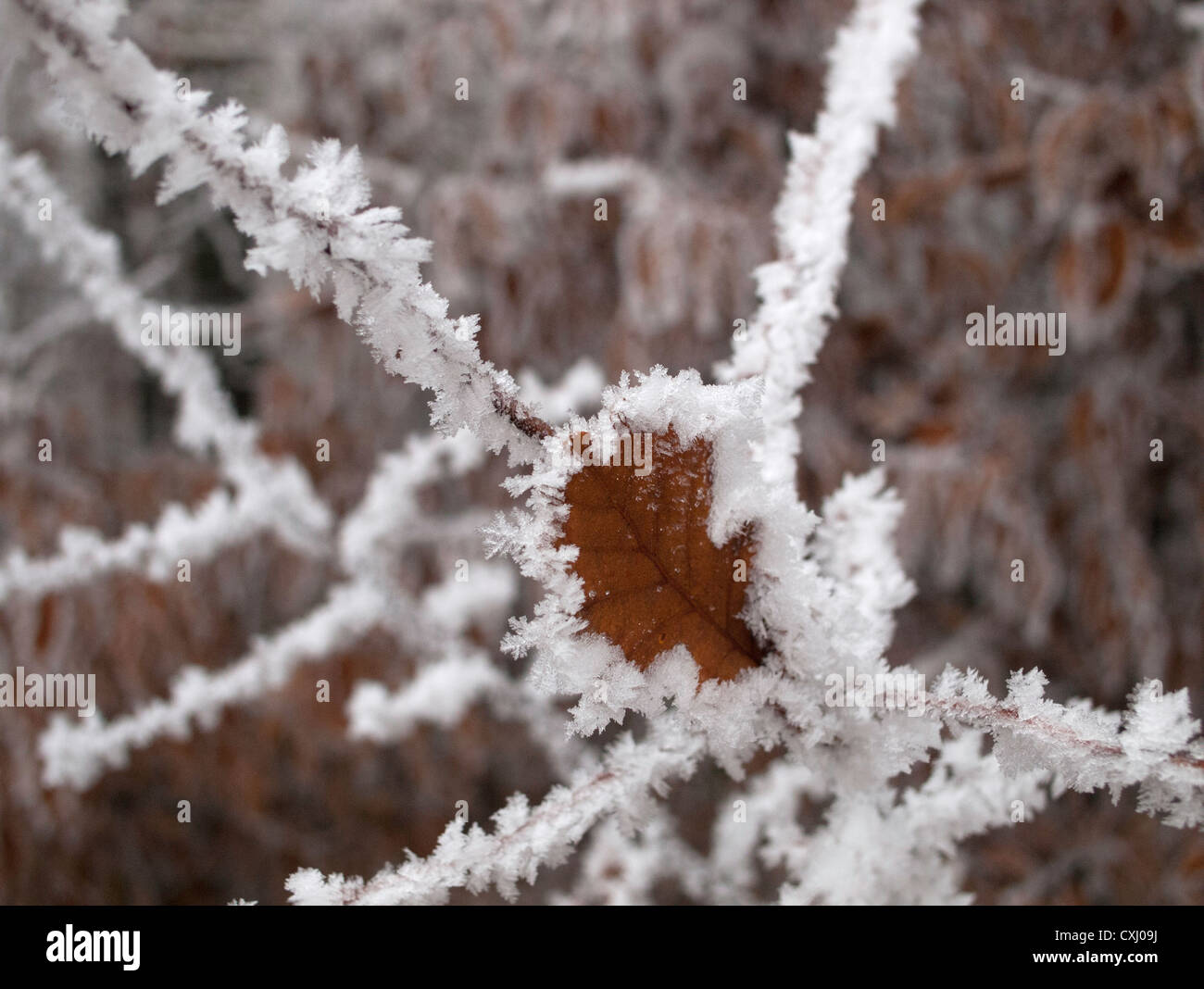 Foglie di quercia congelati in un improvviso a basse temperature Foto Stock