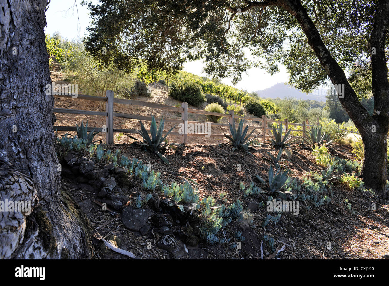 Famiglia Benziger Winery, sopra San Francisco Foto Stock