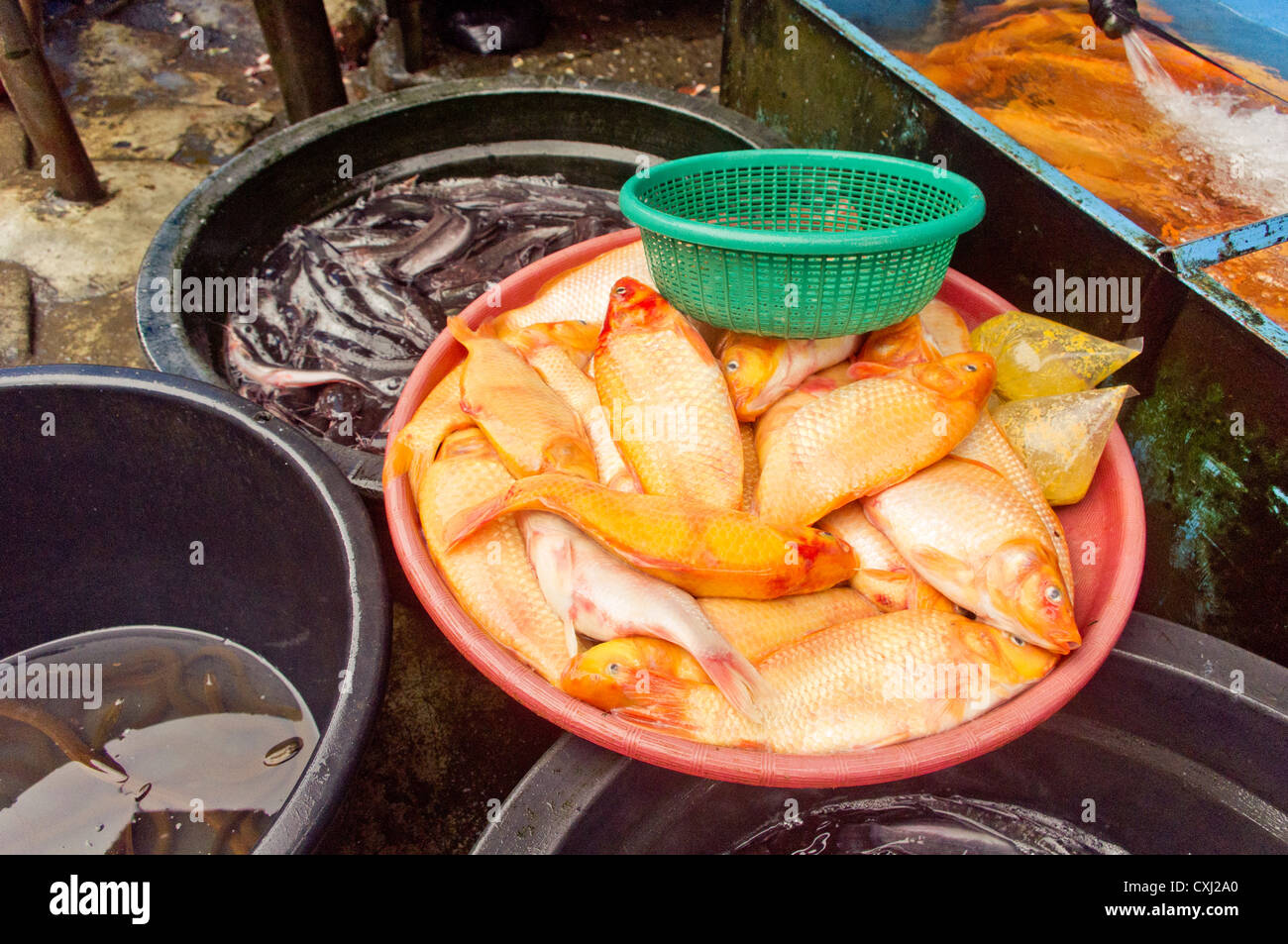 Cattura di oro di pesce di lago per la vendita in Indonesia. Foto Stock