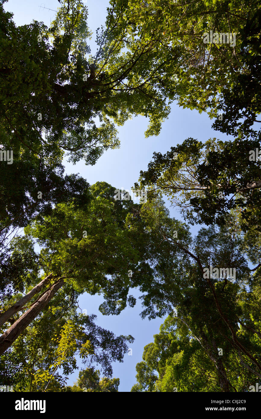 Alberi nel Parco Naturale del Ton Sai le Cascate di Phuket in Thailandia Foto Stock