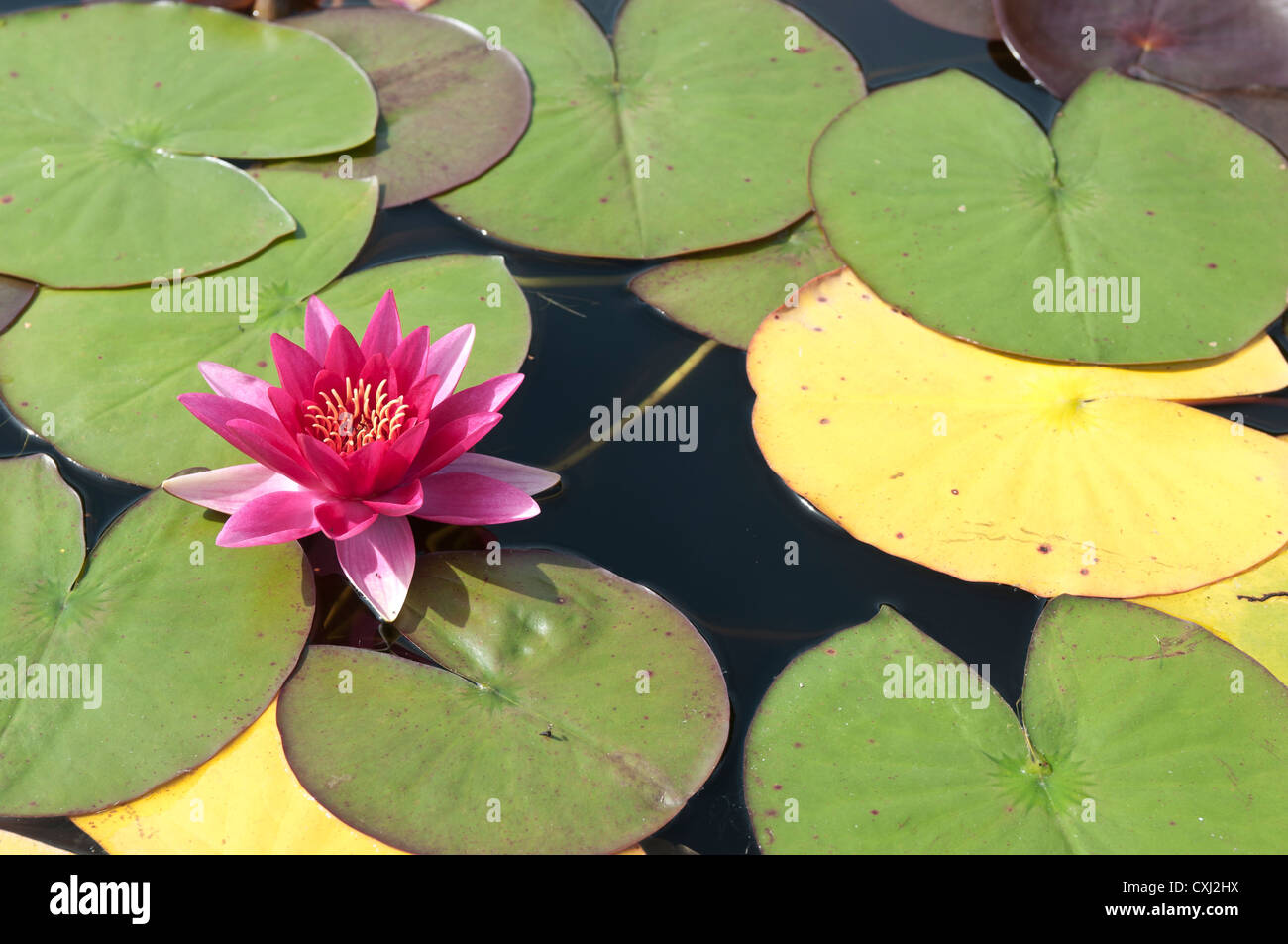 Red acqua giglio Nymphaea atropurpurea Foto Stock