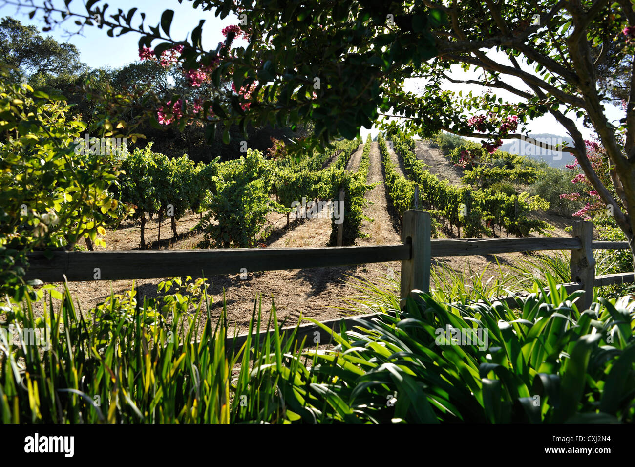 Famiglia Benziger Winery, sopra San Francisco Foto Stock