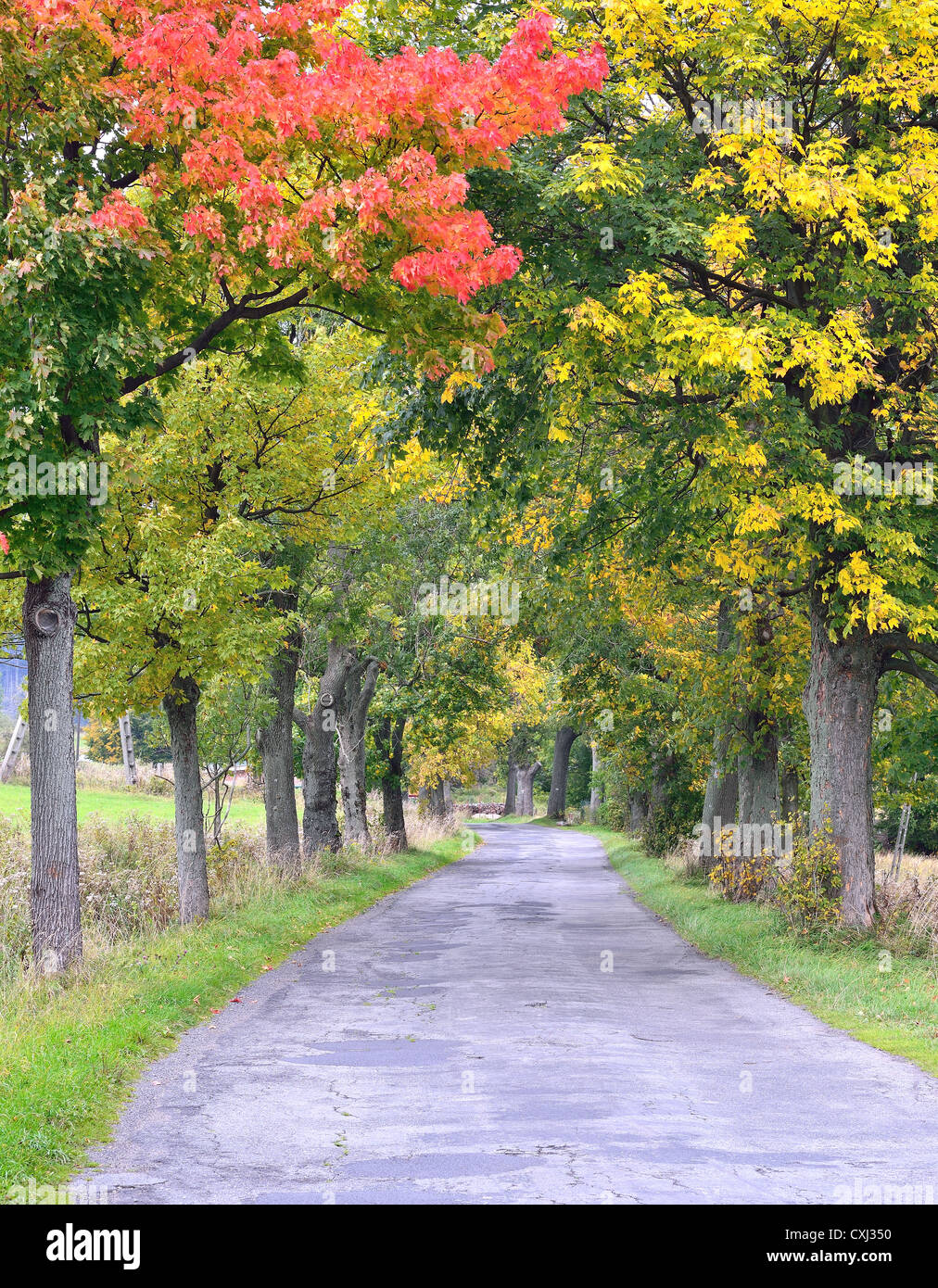 Alberi di acero lane in autunno colori tranquillo tranquillo Kotlina Klodzka Polonia Foto Stock