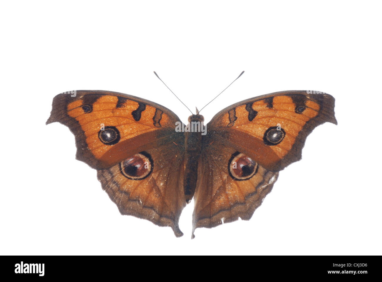 Peacock pansy butterfly, Junonia almana Foto Stock