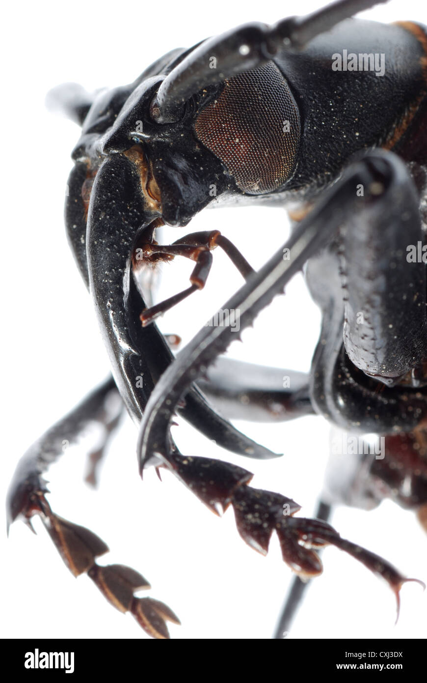 Insetto coleottero longhorn macro di testa Foto Stock