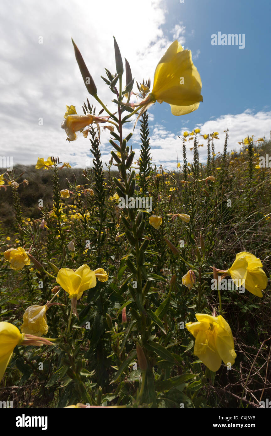 Enagra Oenothera biennis Foto Stock