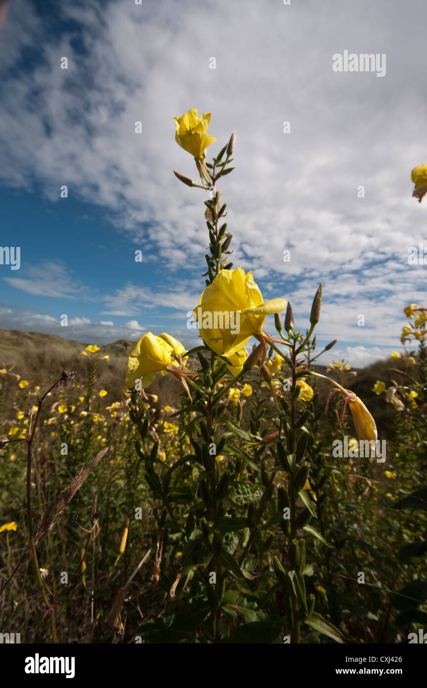 Enagra Oenothera biennis Foto Stock