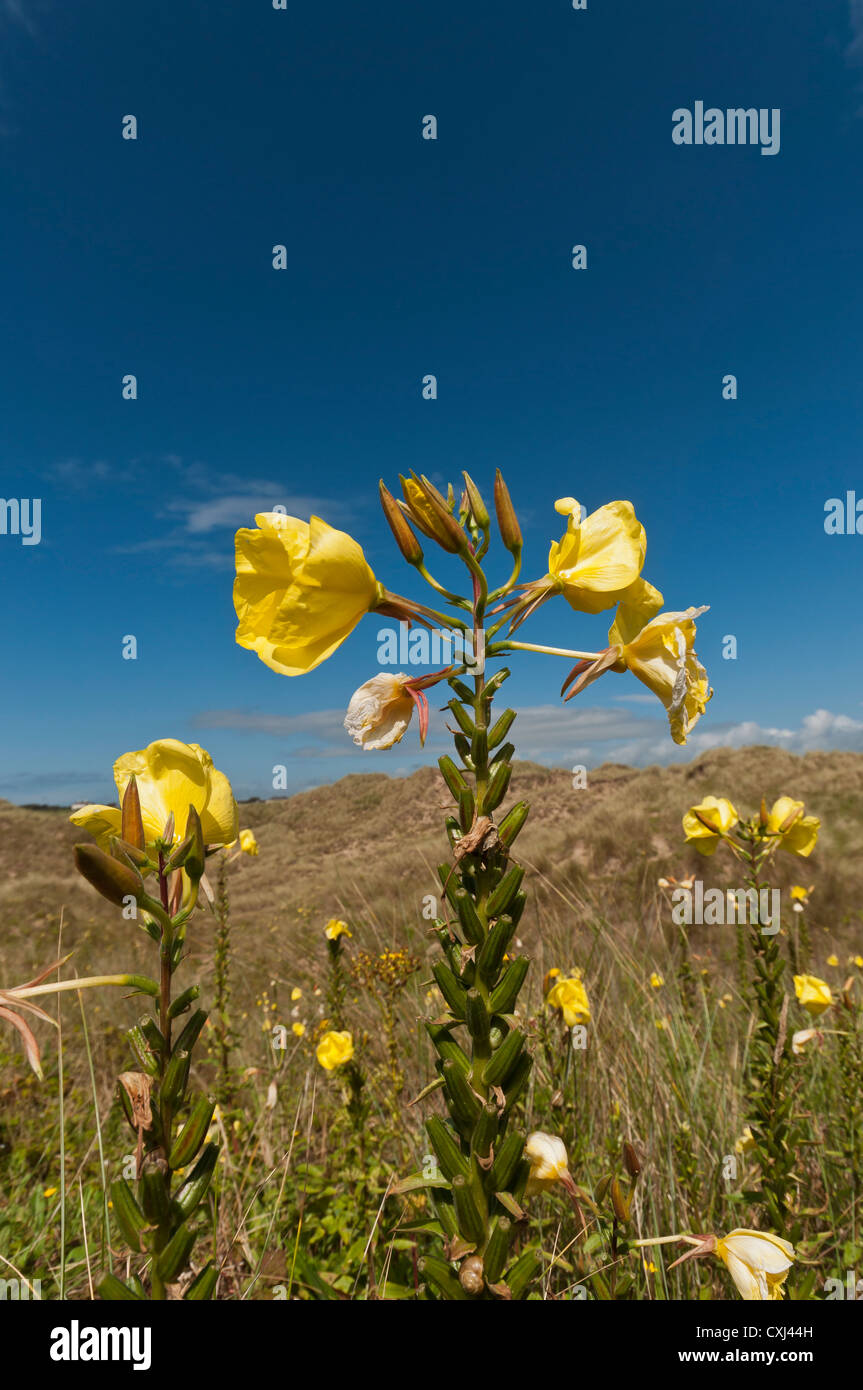 Enagra Oenothera biennis Foto Stock