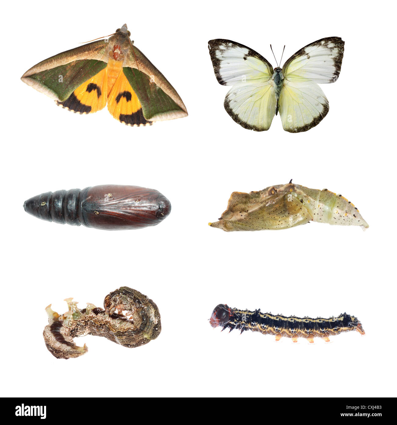 La farfalla e la tignola del ciclo di vita Foto Stock