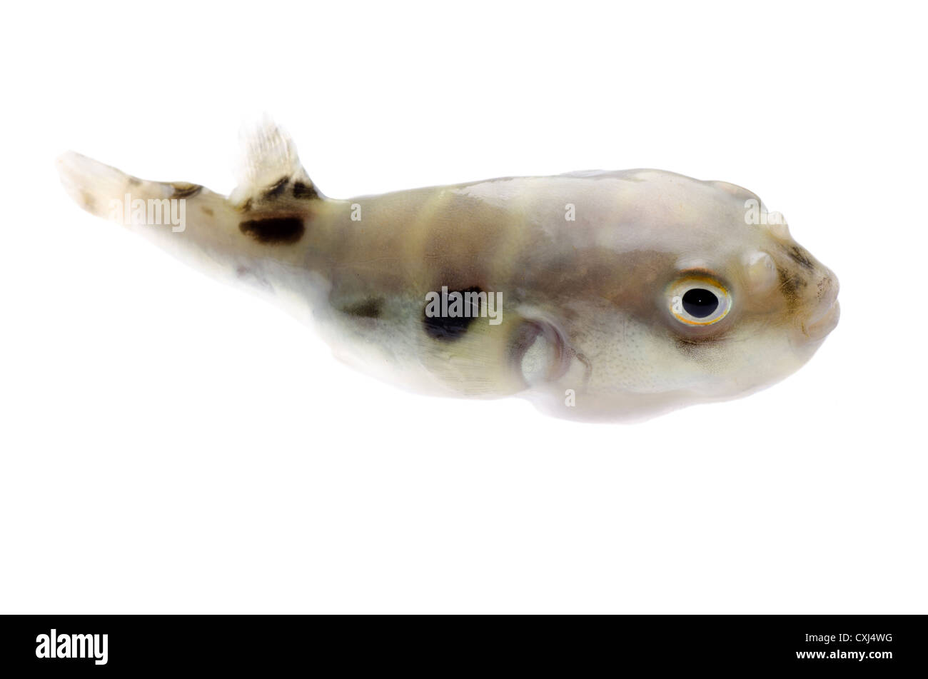 Balloonfish Foto Stock