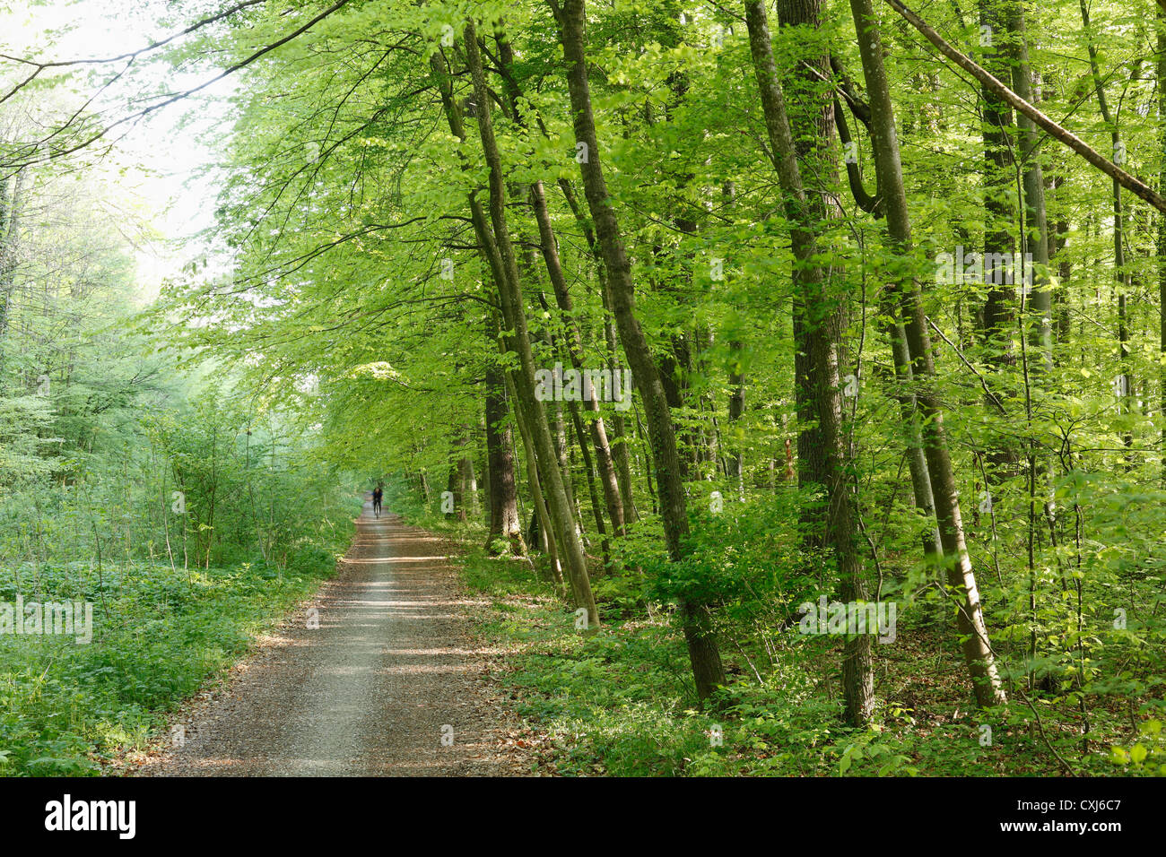In Germania, in Baviera, vista della singola traccia attraverso il bosco di latifoglie Foto Stock