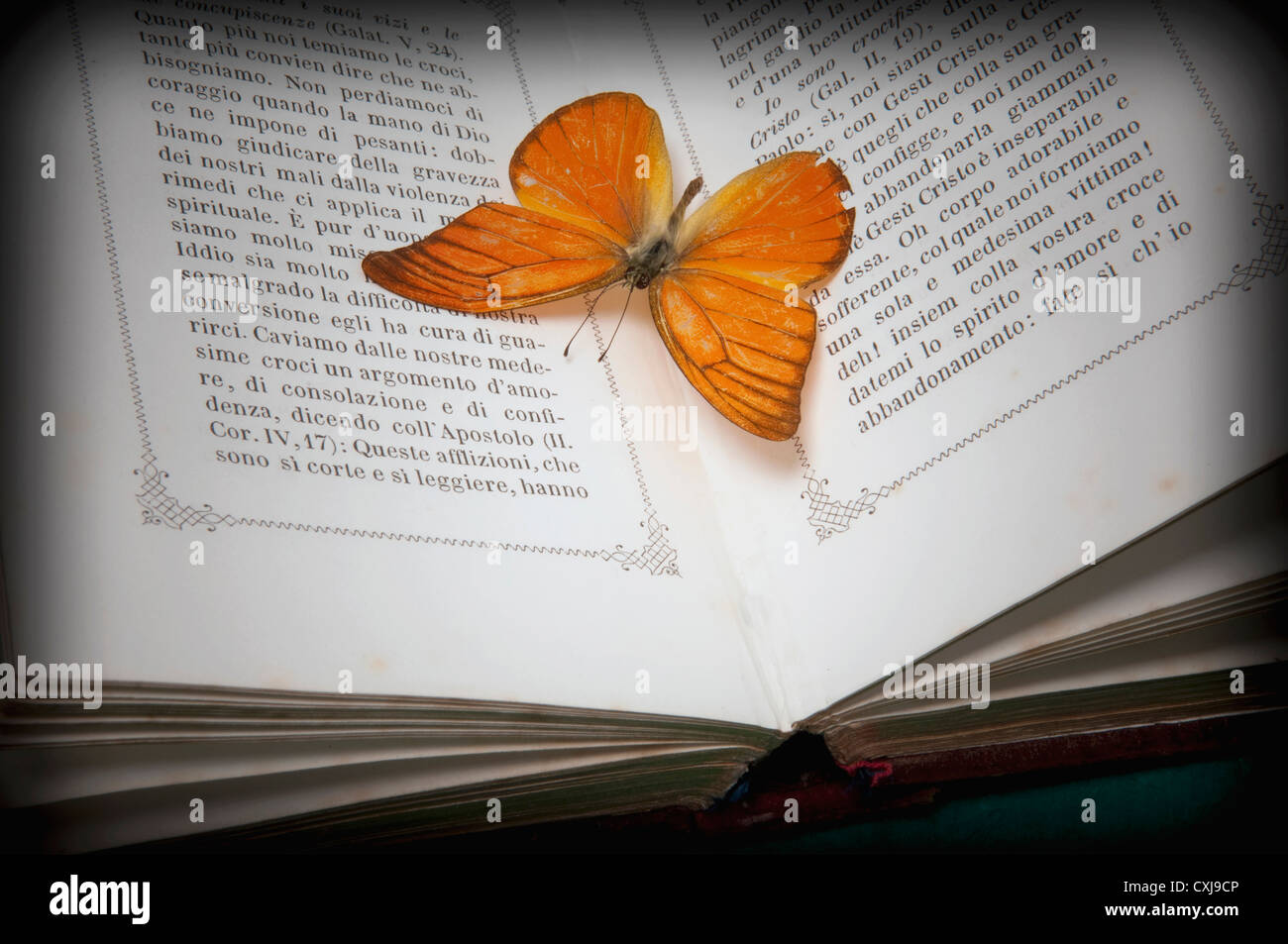 La Bibbia con morti butterfly, close up Foto Stock