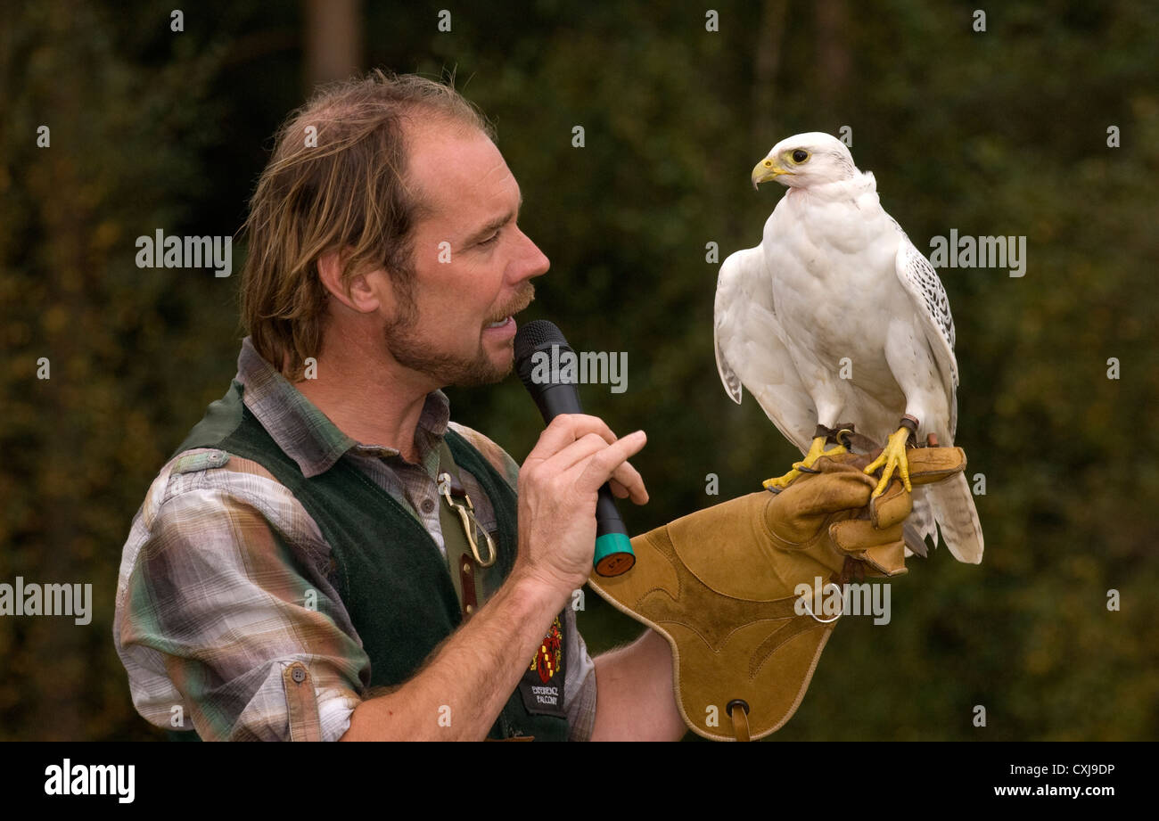 Falconer al lavoro presso una commissione forestale scoperta giorno, Alice Holt foresta, Farnham, Surrey, Regno Unito. Foto Stock