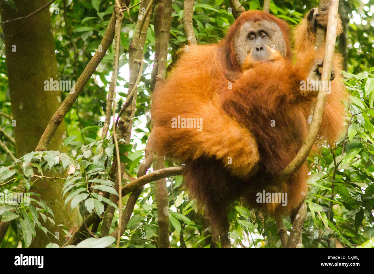 Orang Utan nel selvaggio, fotografia scattata in Indonesia, bukit lawang di Sumatra. Foto Stock
