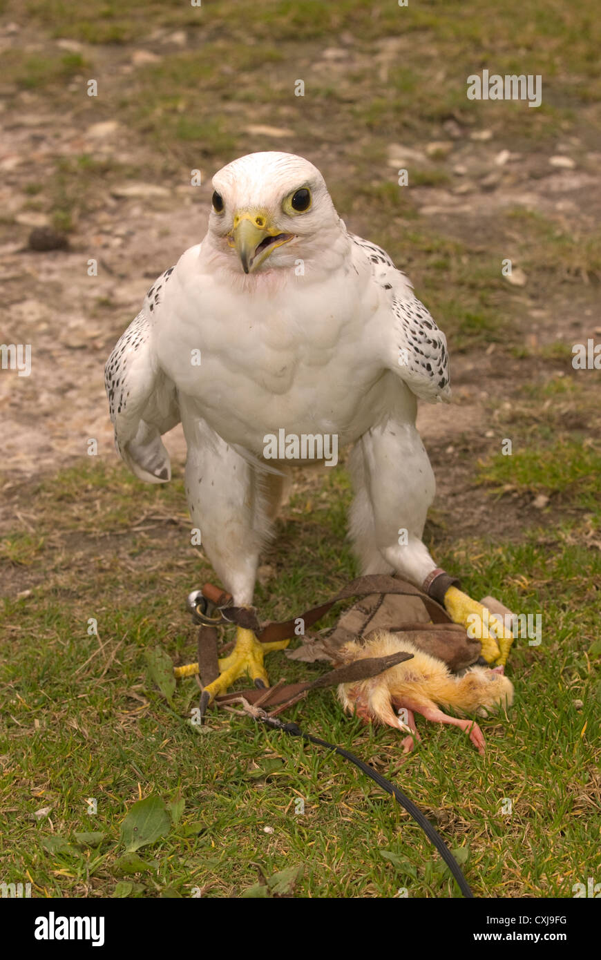 Falcon con la sua preda (chick) ad una commissione forestale scoperta giorno, Alice Holt foresta, Farnham, Surrey, Regno Unito. Foto Stock