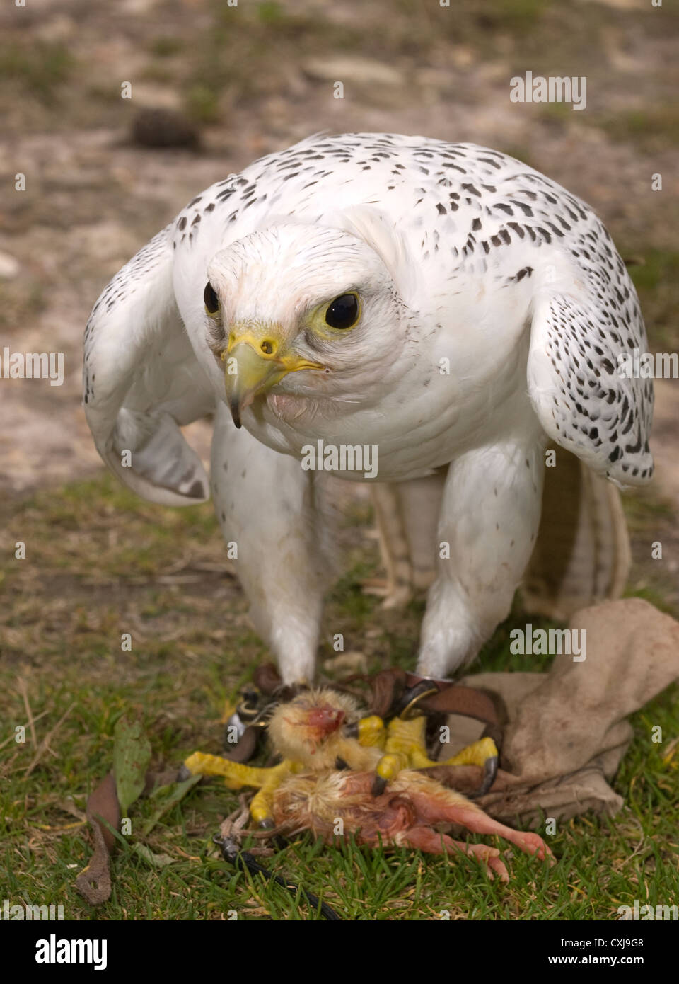 Falcon con la sua preda (chick) ad una commissione forestale scoperta giorno, Alice Holt foresta, Farnham, Surrey, Regno Unito. Foto Stock