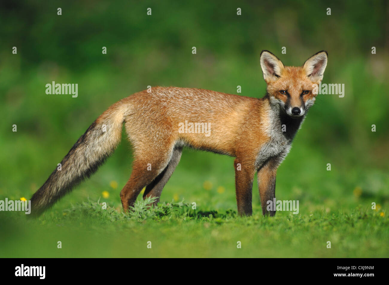 Un elegante red fox UK Foto Stock