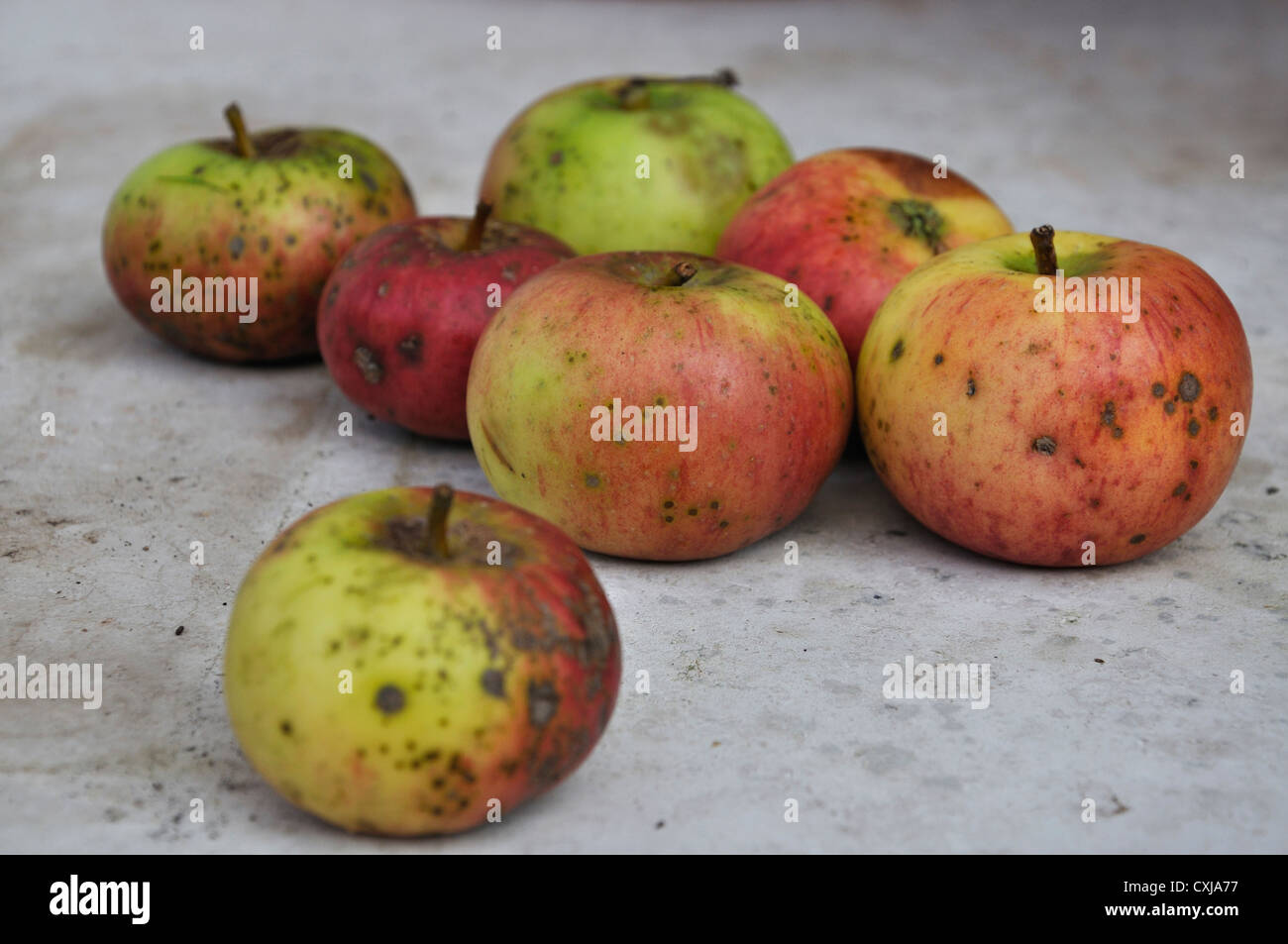 In Germania, in Baviera, Close up di mele marce Foto Stock