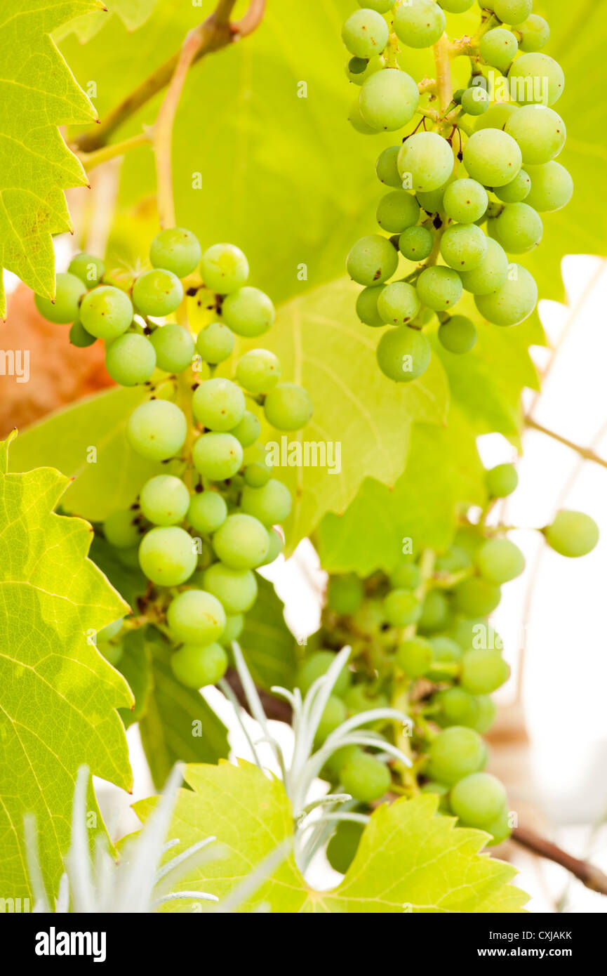Giardino di frutta con impianto di uve in crescita Foto Stock