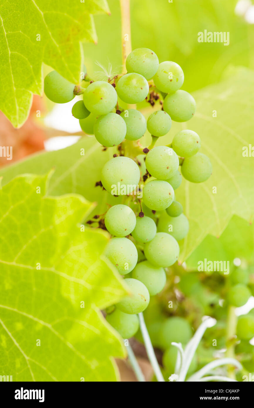 Giardino di frutta con impianto di uve in crescita Foto Stock