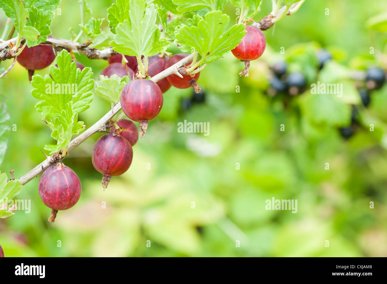Uva spina impianto in giardino con frutti pendenti da rami Foto Stock