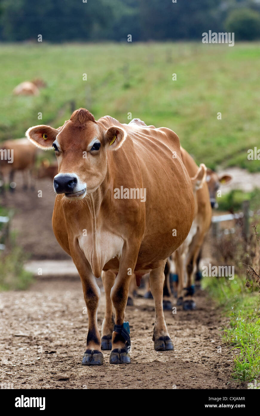 Il pedigree di vacche Jersey su Dairy Farm, frensham, surrey, Regno Unito. Foto Stock