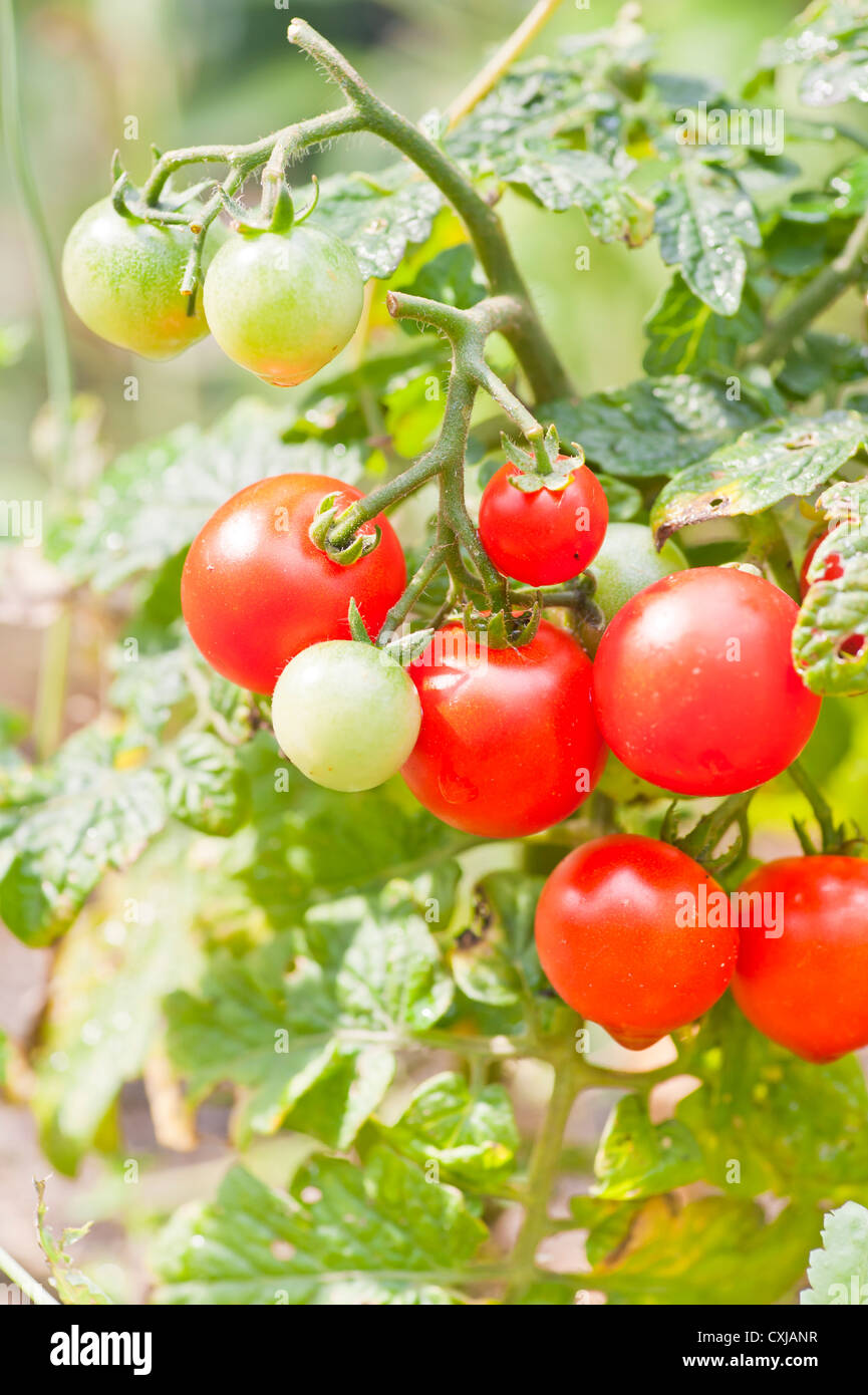 Primo piano di organico la coltivazione di pomodori in un giardino Foto Stock