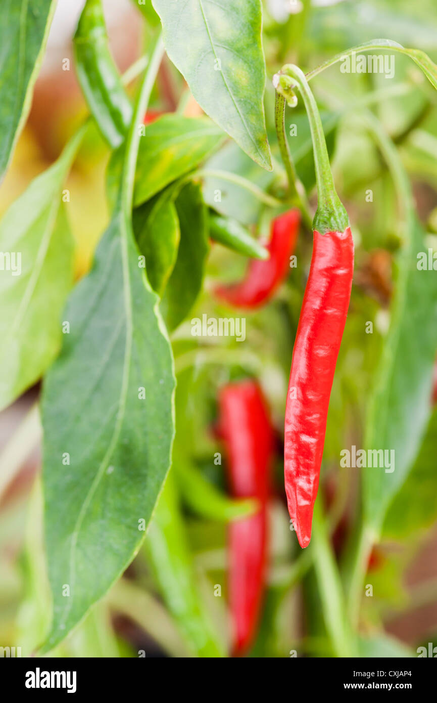 Organici di peperoncino pianta con frutti maturi Foto Stock