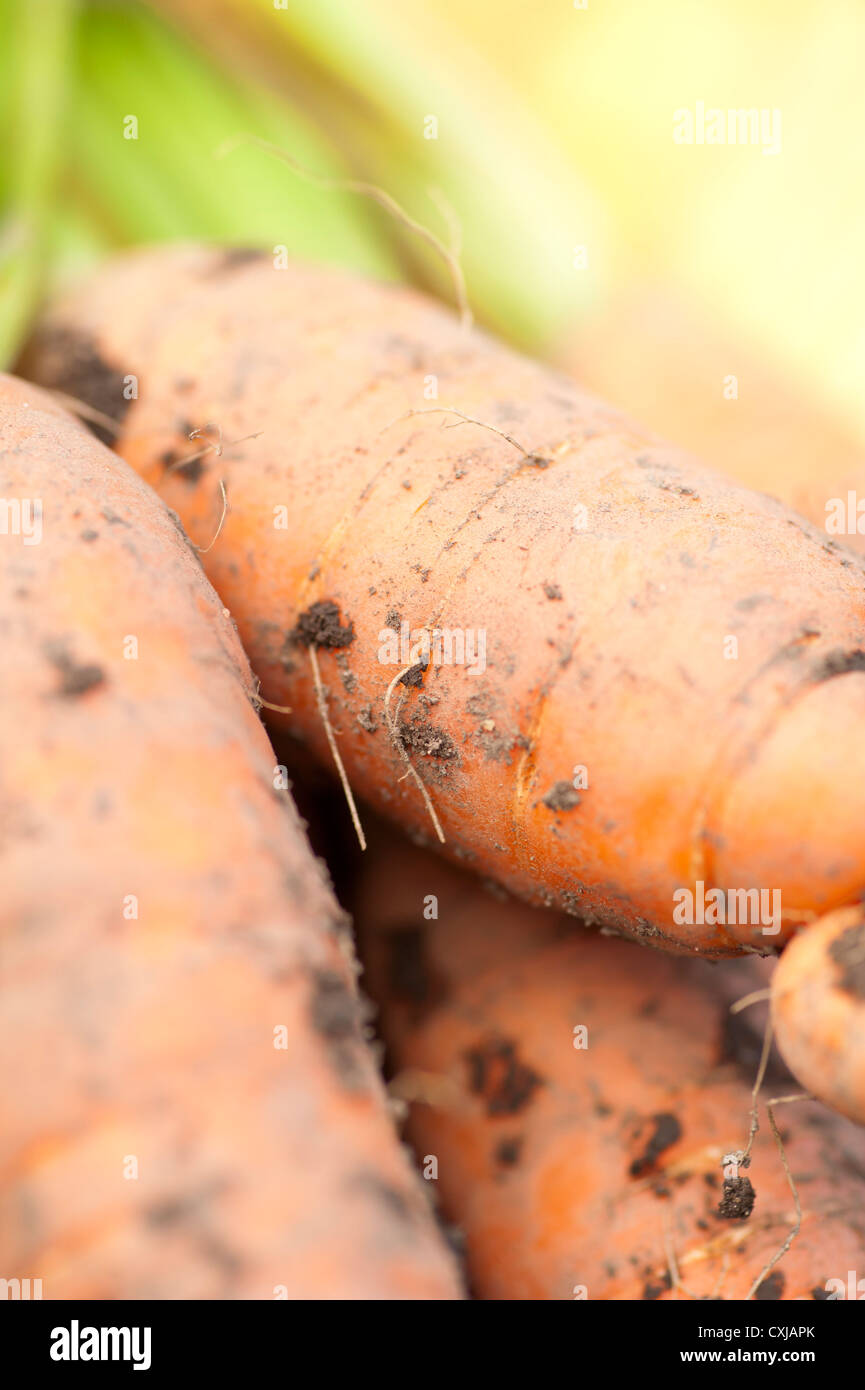 Primo piano delle materie di carote con la sporcizia in un orto Foto Stock